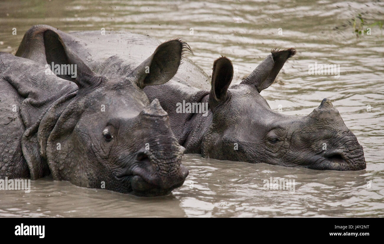 Due grandi selvatici one-cornuto rinoceronti giacente in una pozza. India. Il Parco Nazionale di Kaziranga. Foto Stock