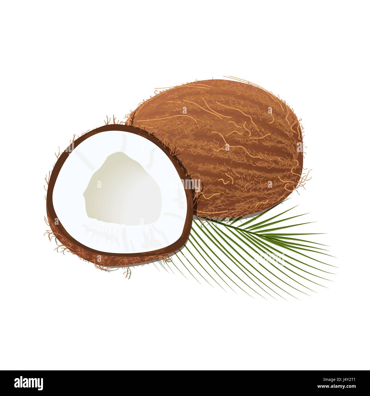 Mature succosa noce di cocco con foglie isolato su bianco. Intero e metà Illustrazione Vettoriale