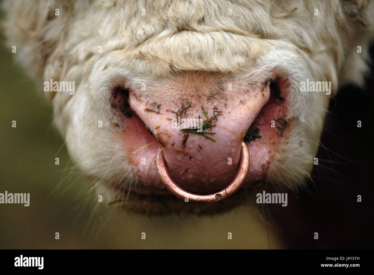 A Hereford bull con un anello di rame attraverso il suo naso.captive Foto Stock