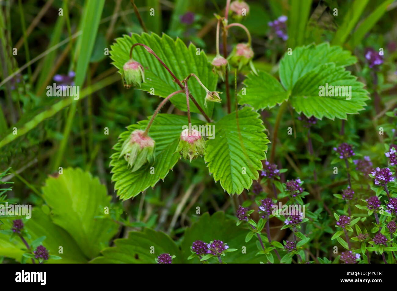 Fragoline di bosco con foglie verdi e i frutti acerbi, fiore di timo selvatico orThymus serpillorum, plana, mounrain, Bulgaria Foto Stock