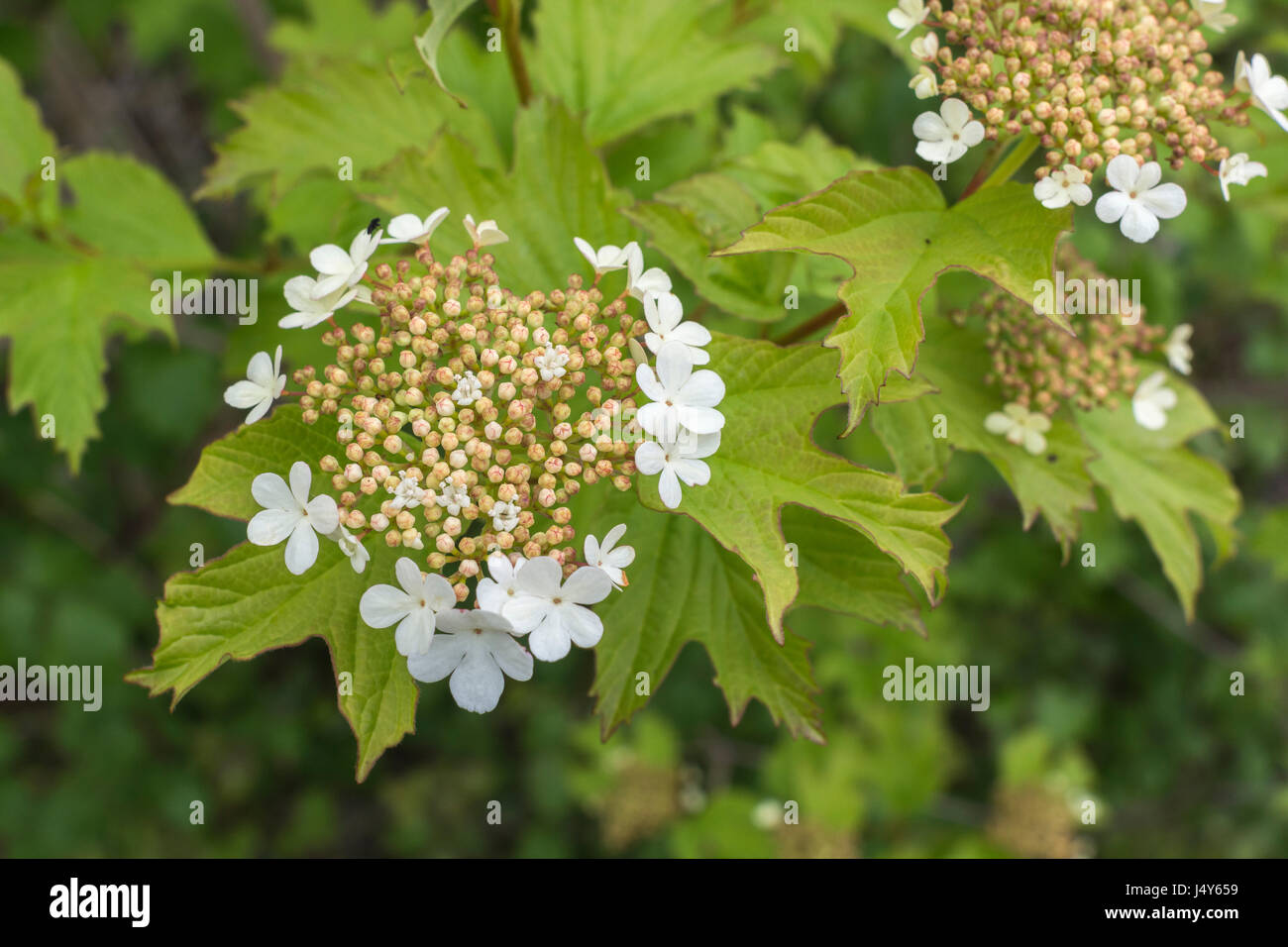 Fiori e boccioli di fiori recisi dell'arbusto viburno Rose / Viburnum opulus - le bacche di cui può essere mangiato una volta cotti. Foto Stock