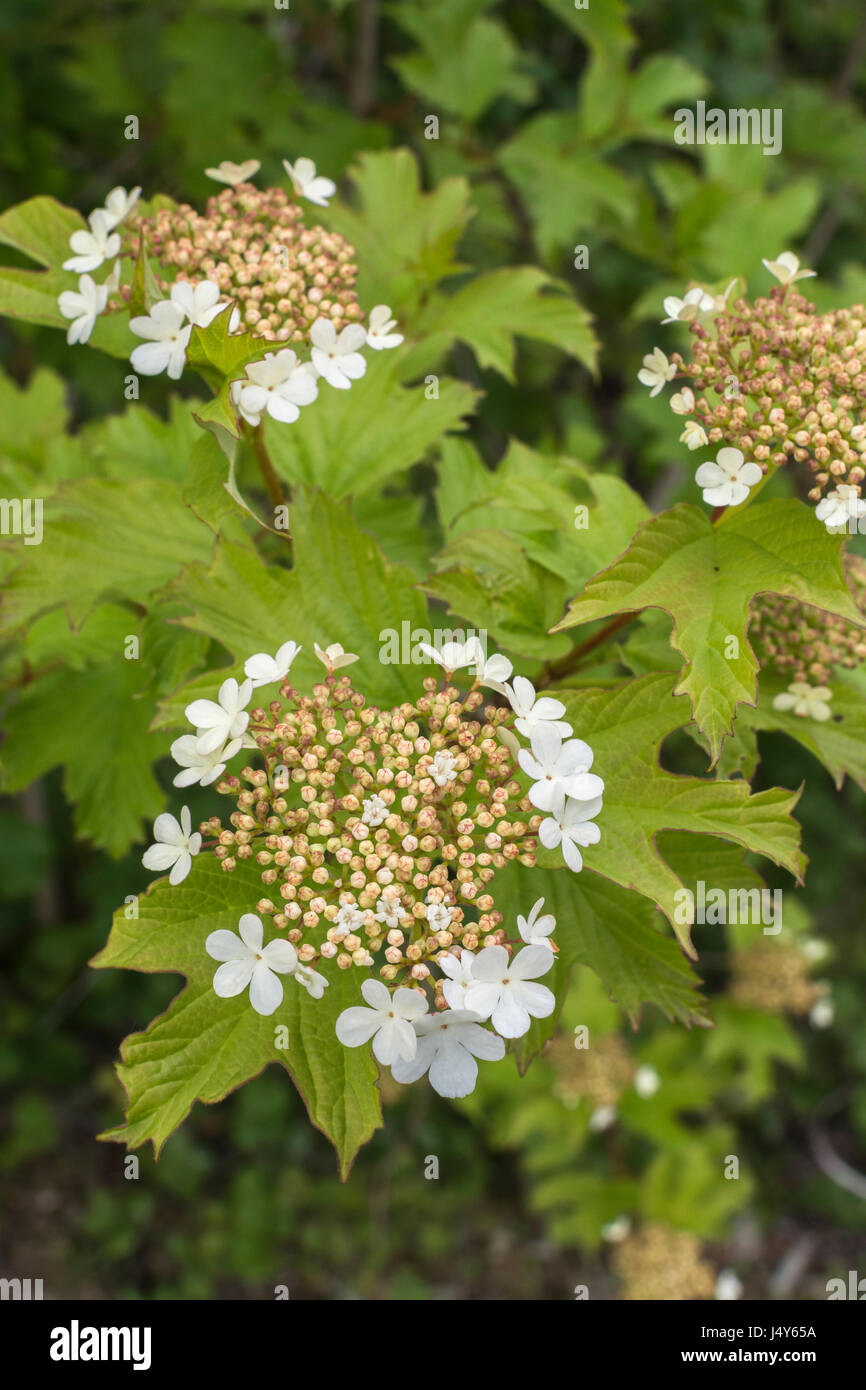 Fiori e boccioli di fiori recisi dell'arbusto viburno Rose / Viburnum opulus - le bacche di cui può essere mangiato una volta cotti. Foto Stock