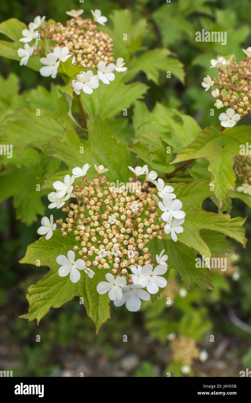 Fiori e boccioli di fiori recisi dell'arbusto viburno Rose / Viburnum opulus - le bacche di cui può essere mangiato una volta cotti. Foto Stock