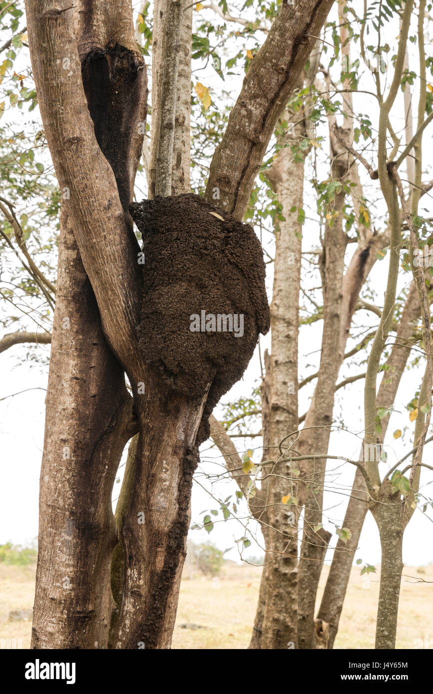 Ants' nest nella struttura ad albero, Barbados Foto Stock