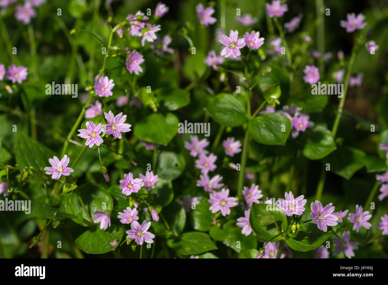 Fiori e fogliame di Purslane rosa / Montia sibirica - le foglie del quale sono commestibili come un cibo foraged. Foto Stock