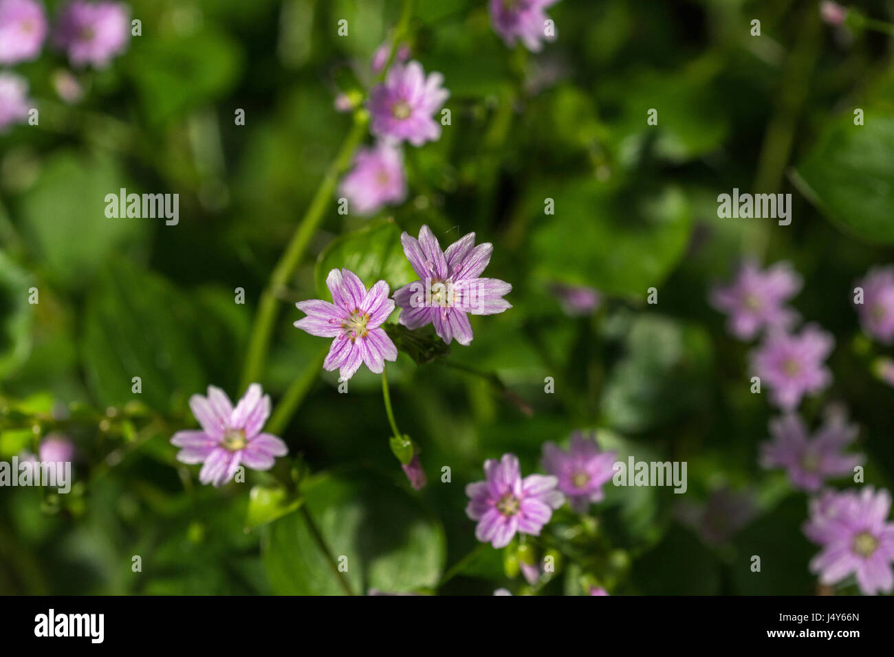 Fiori e fogliame di Purslane rosa (Montia sibirica) - le foglie del quale sono commestibili come un cibo foraged. Rovistando e sala da pranzo sul concetto di selvatico. Foto Stock