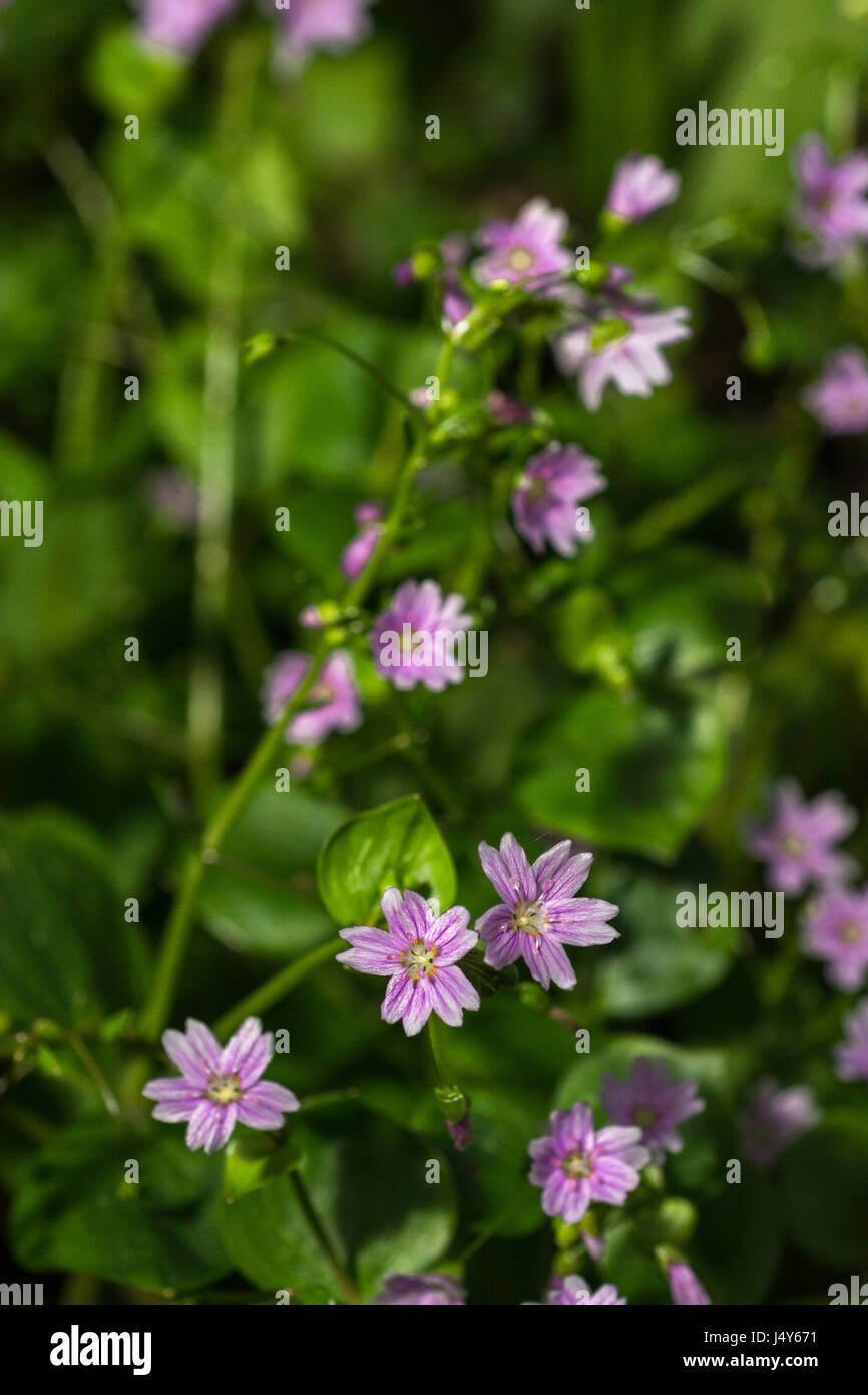 Fiori e fogliame di Purslane rosa / Montia sibirica - le foglie del quale sono commestibili come un cibo foraged. Foto Stock