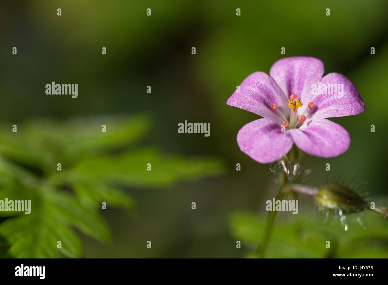 Fiore e fogliame / foglie di Herb Robert / Geranium robertianum - precedentemente usato come pianta medicinale in medicina di erbe. Erbe infestate Foto Stock