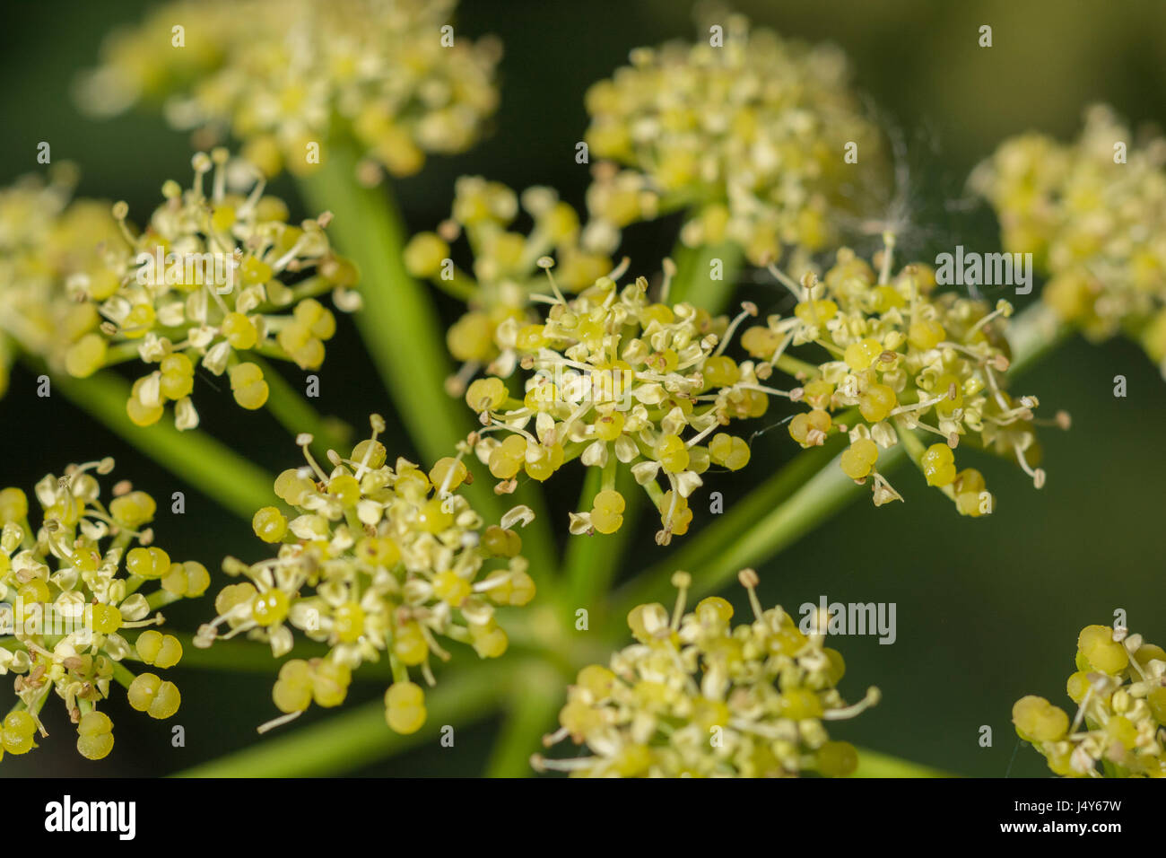 Fiori e flowerbuds dell'impianto Umbelliferous Alexanders / Smyrnium olusatrum - un foraged commestibili cibo, già coltivata come un vegetale. Foto Stock