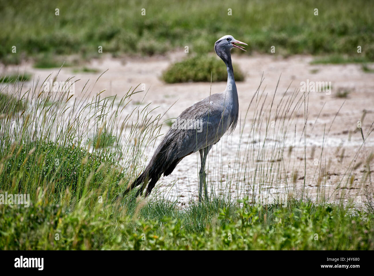 Il Blue Crane, il Parco Nazionale di Etosha, Namibia Foto Stock