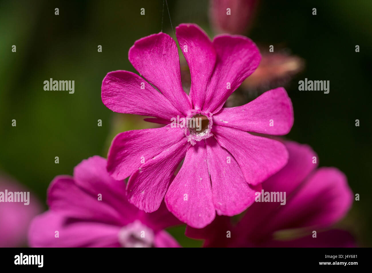 Chiudere il colpo di rosa fiori di Red Campion / Silene dioica. Foto Stock