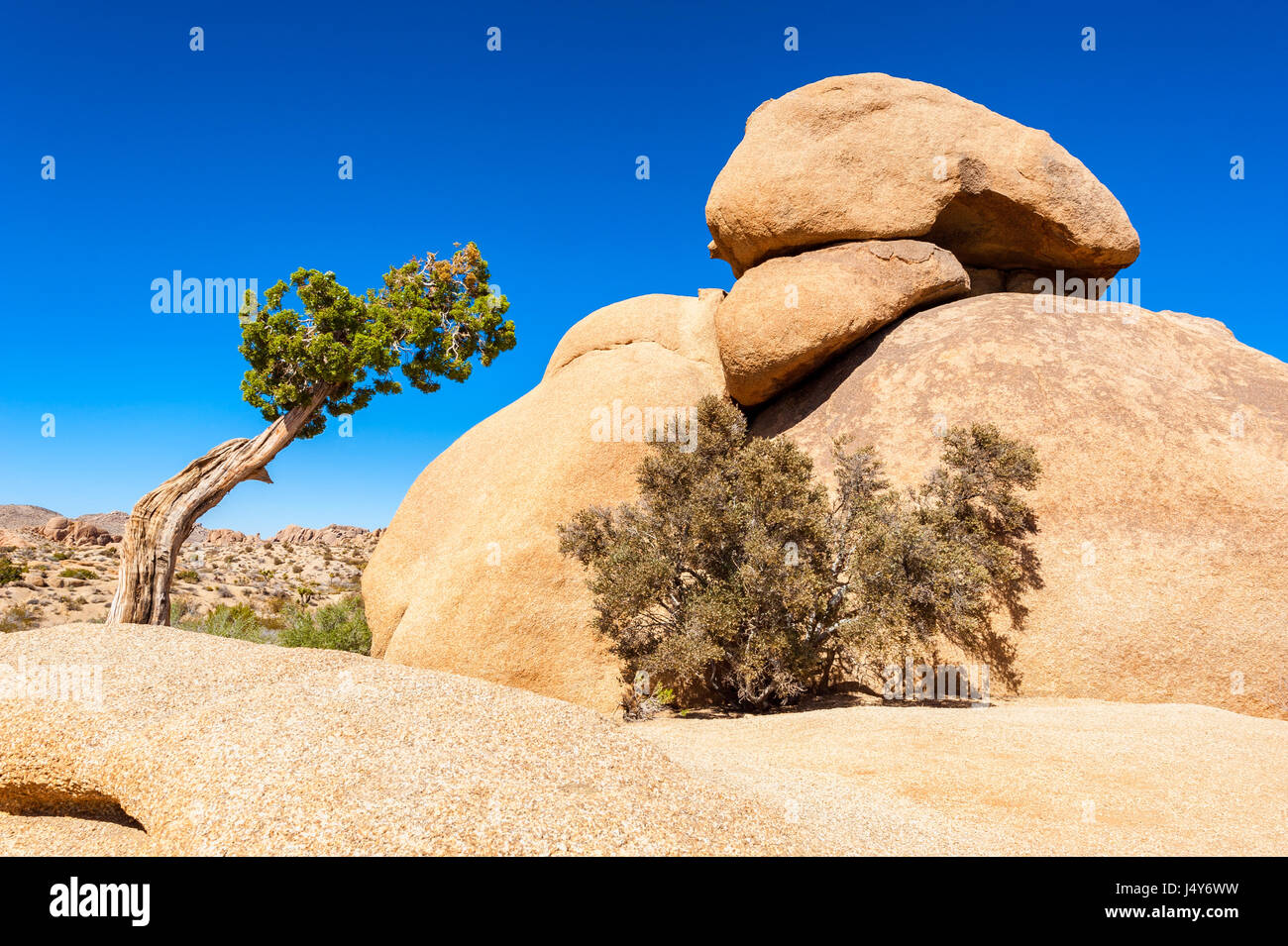 Albero di ginepro e di forma strana Rock a Joshua Tree National Park, California, Stati Uniti d'America Foto Stock