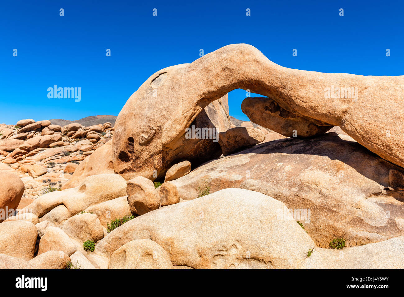 Forma strana Rock a Joshua Tree National Park, California, Stati Uniti d'America Foto Stock
