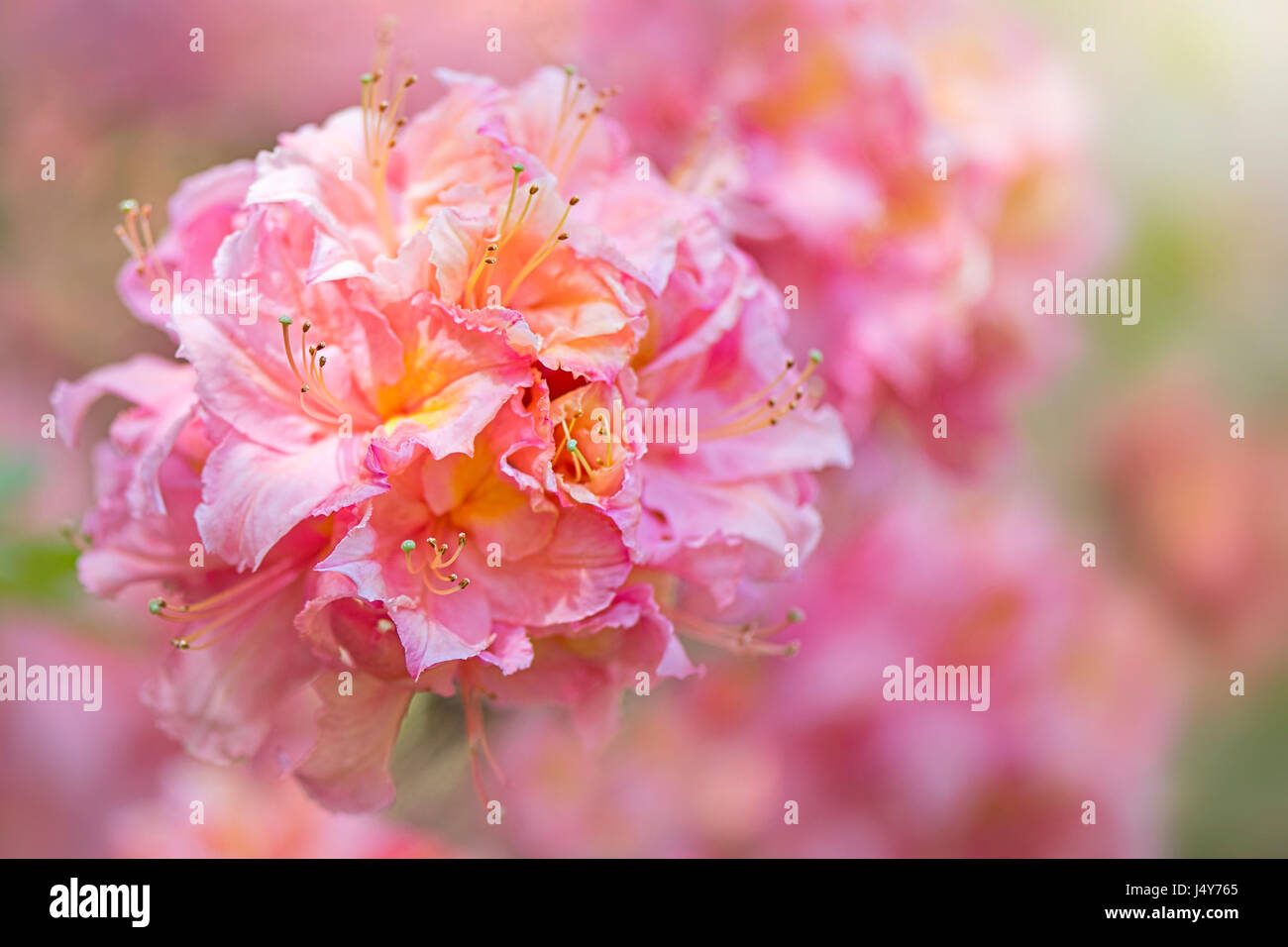 Close-up immagine della bella, a fioritura primaverile, rosa pallido Azalea flowerhead, immagine presa contro un morbido sfondo luminoso. Foto Stock