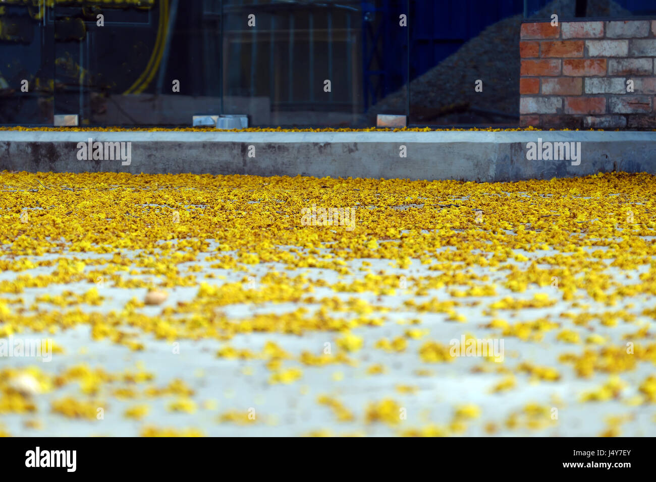 Giallo petali di fiori sul pavimento cadono dai fiori sbiaditi rendere bellissimo sfondo della natura Foto Stock