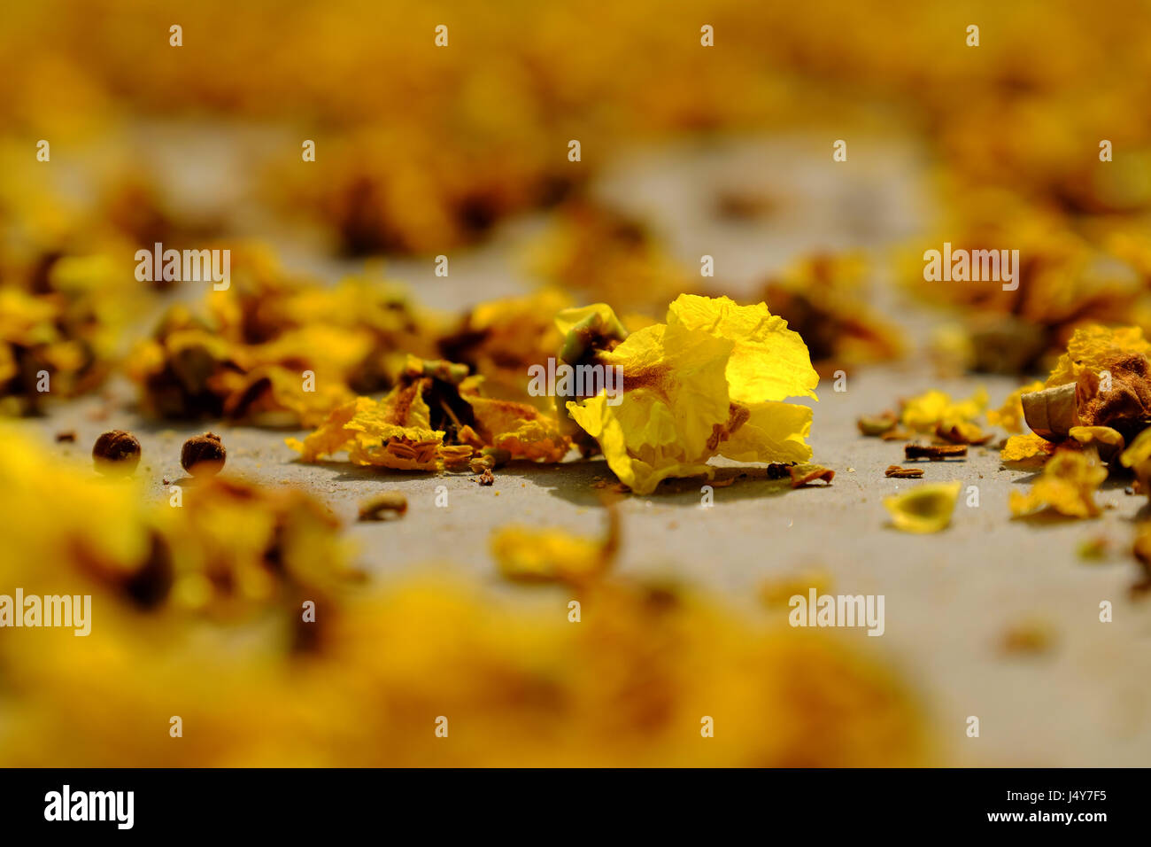 Giallo petali di fiori sul pavimento cadono dai fiori sbiaditi rendere bellissimo sfondo della natura Foto Stock