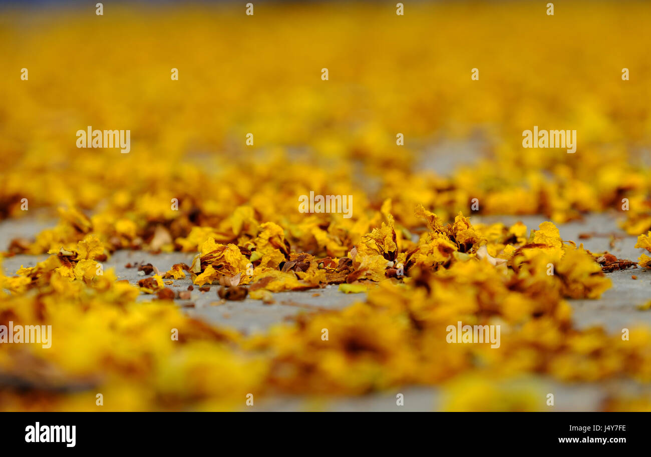 Giallo petali di fiori sul pavimento cadono dai fiori sbiaditi rendere bellissimo sfondo della natura Foto Stock