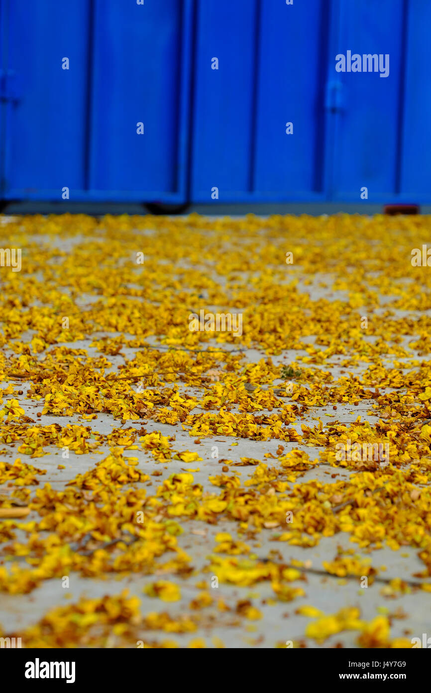 Giallo petali di fiori sul pavimento cadono dai fiori sbiaditi rendere bellissimo sfondo della natura Foto Stock