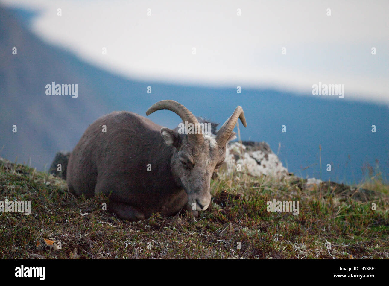 Neve Putorana ram (Putorana big horn ram). Kutaramakan. Animali endemiche dell altopiano Putorana. A nord della Russia. La Siberia. Riserva Putorana. La Russia. Foto Stock