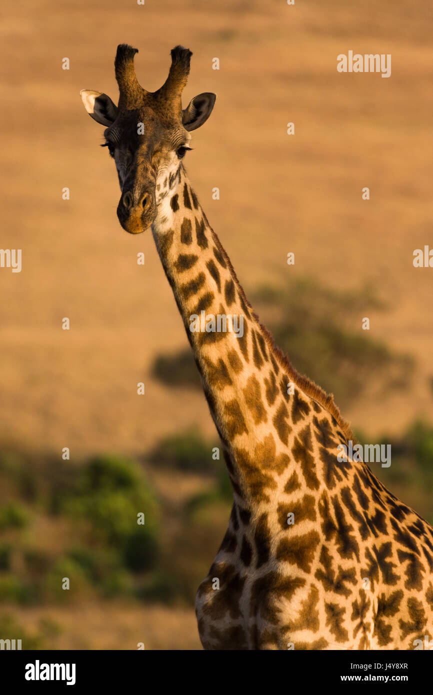 Masai o Maasai giraffe (Giraffa camelopardalis tippelskirchi), il Masai Mara, Kenya Foto Stock