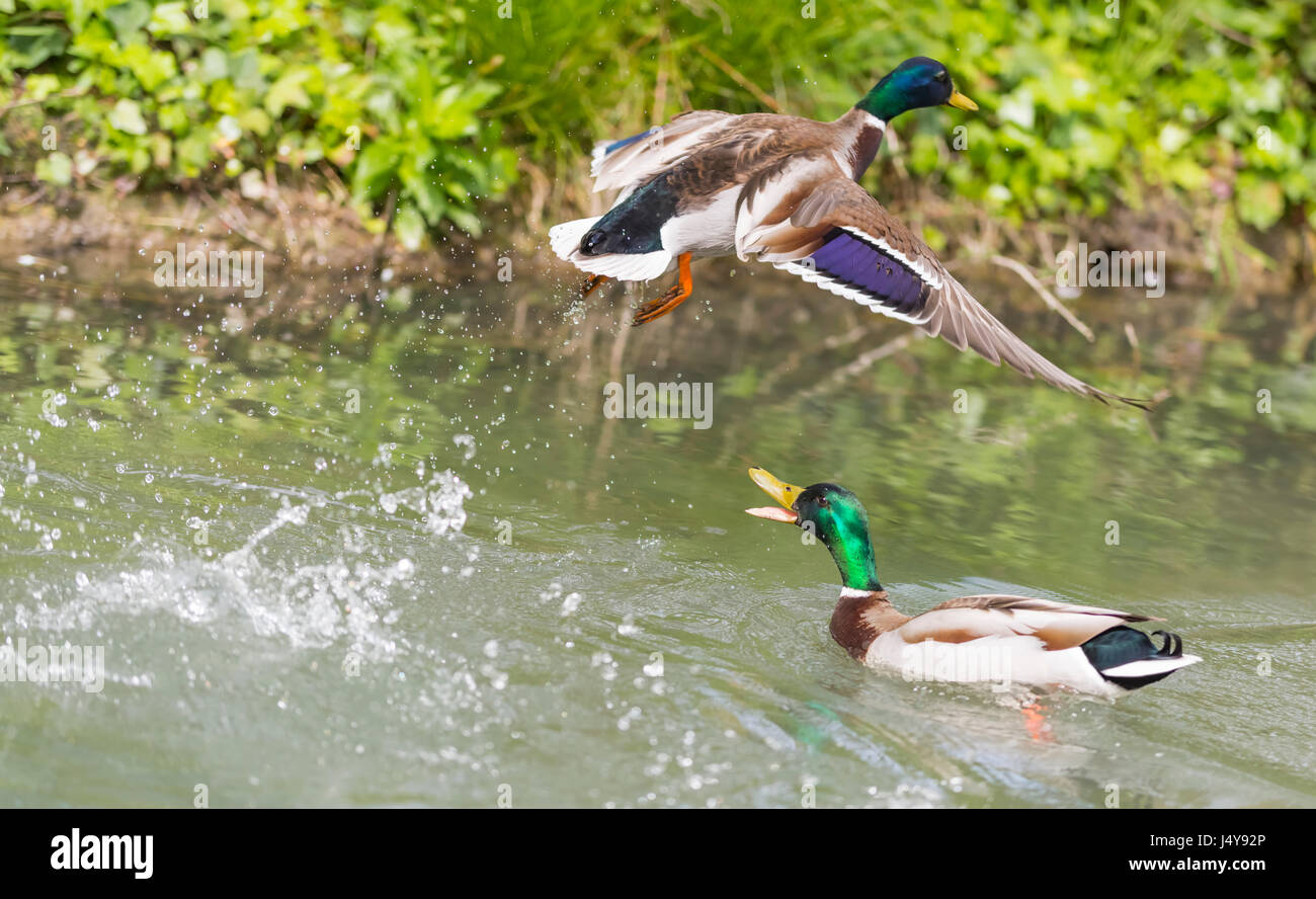 Drake Mallard Duck (Anas platyrhynchos) sull'acqua a caccia di un altro duck lontano come vola fuori, nel Regno Unito. Foto Stock