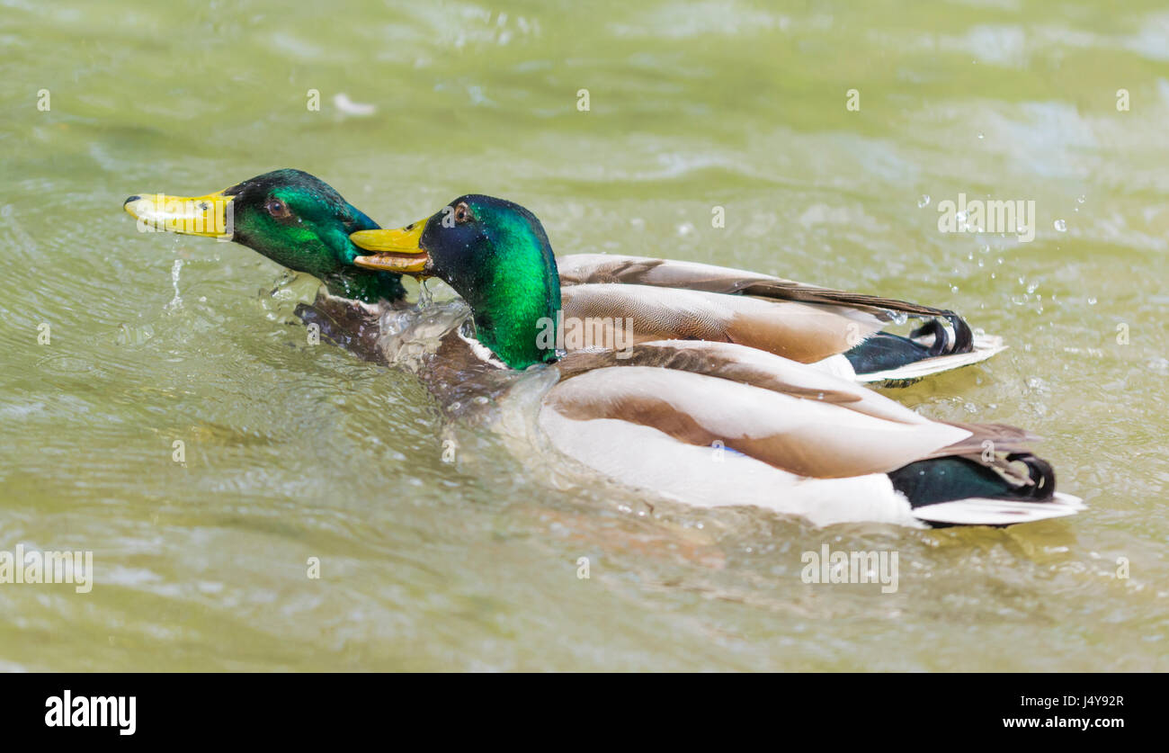 Drake le anatre domestiche (Anas platyrhynchos) mordere un altro duck sull'acqua nel West Sussex, in Inghilterra, Regno Unito. Foto Stock