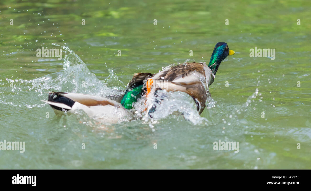 Coppia di Drake le anatre domestiche (Anas platyrhynchos) combattere su acqua nel West Sussex, in Inghilterra, Regno Unito. Foto Stock