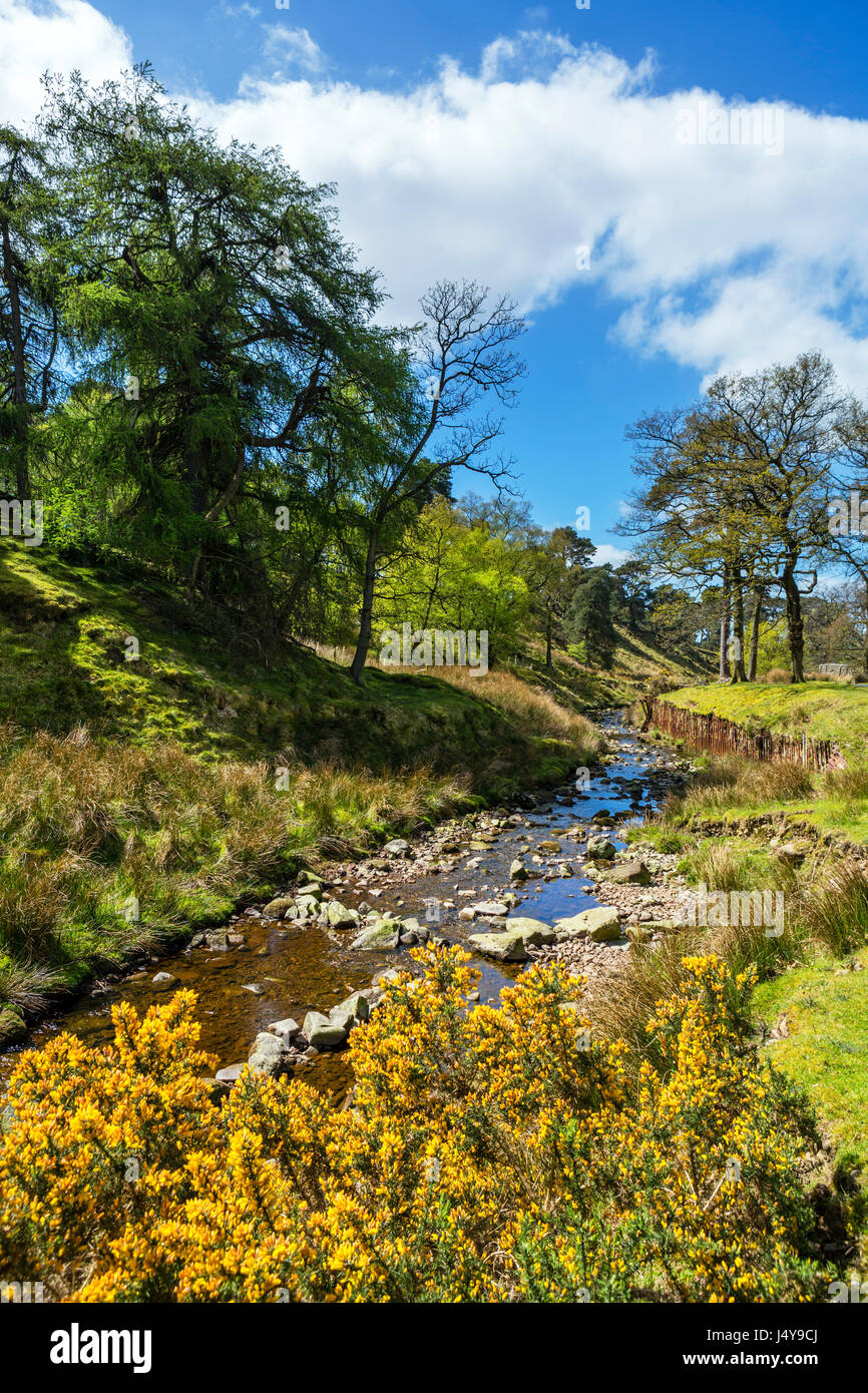 Foresta di Bowland. Fiume Marshaw Wyre nel trogolo di Bowland, Lancashire, Inghilterra, Regno Unito Foto Stock