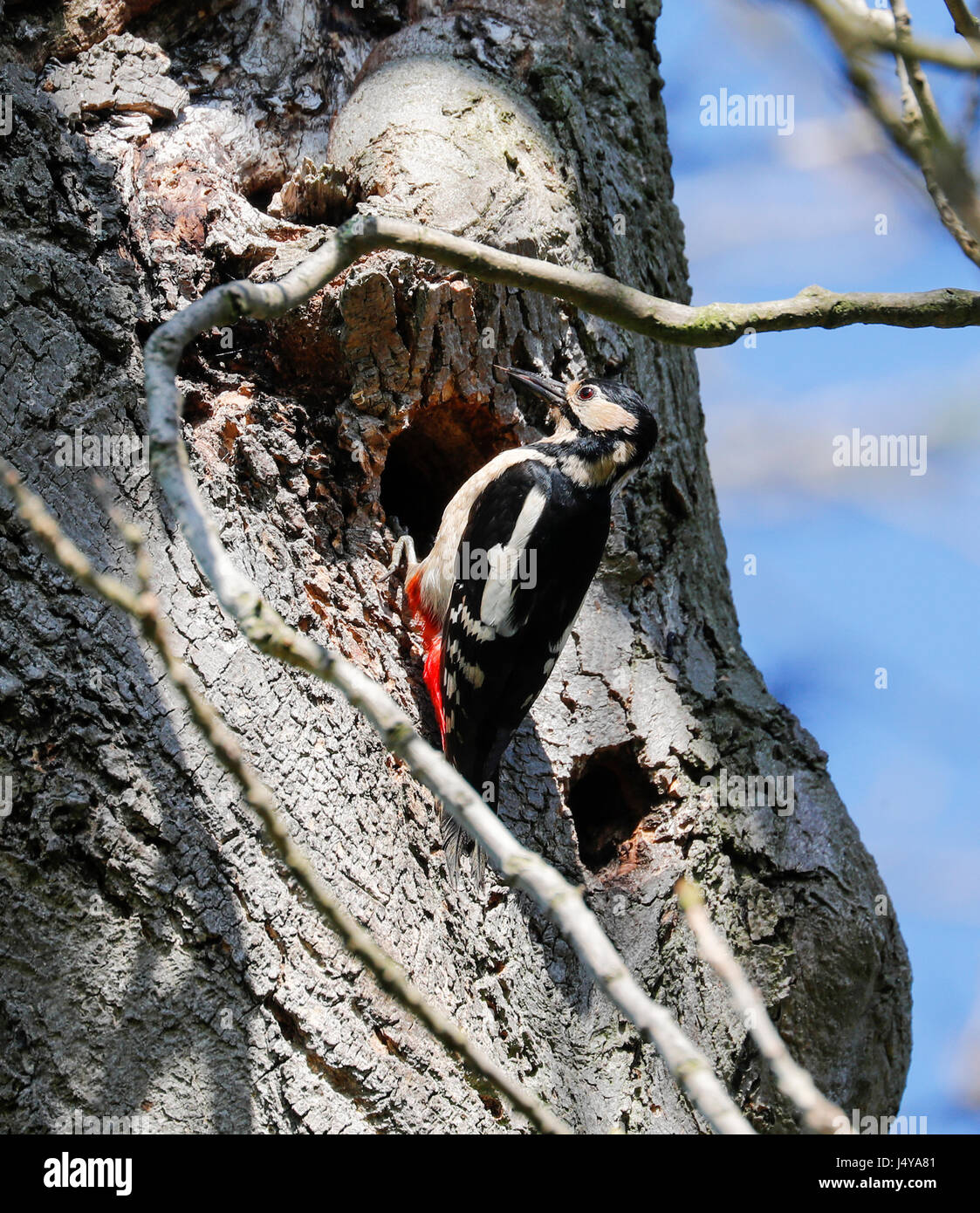 Picchio rosso maggiore ( Dendrocopus major) Foto Stock