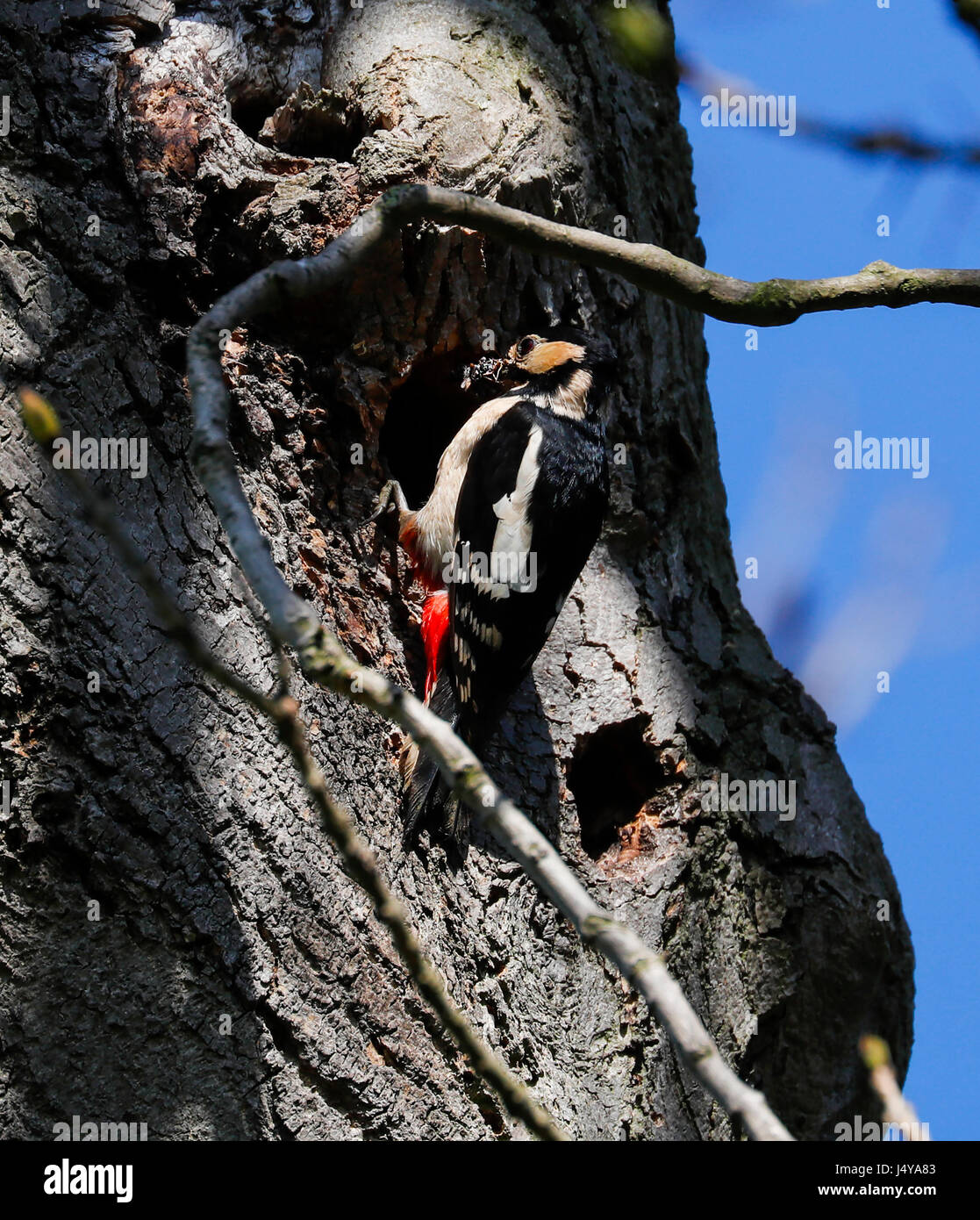 Picchio rosso maggiore ( Dendrocopus major) Foto Stock