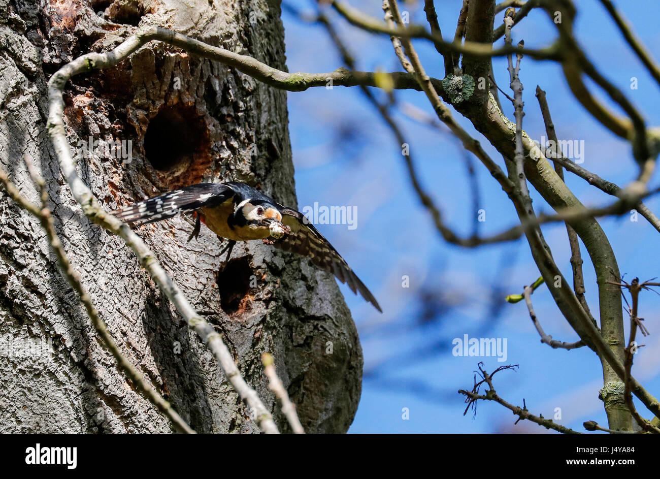 Picchio rosso maggiore ( Dendrocopus major) Foto Stock