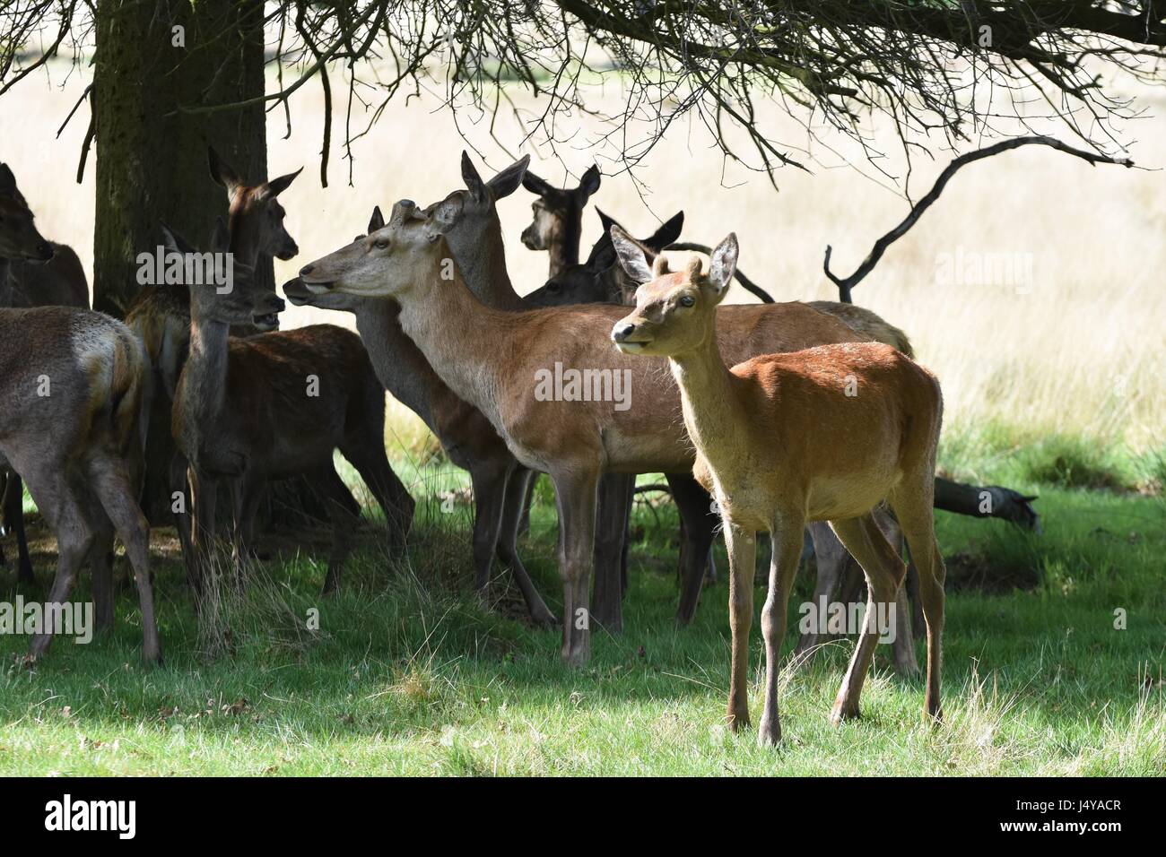 Cervo di Richmond Park Foto Stock