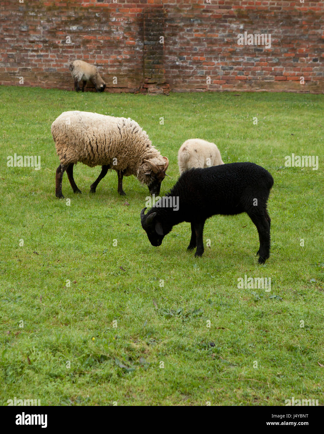 Pecora nera (Ovis aries)) di pascolare su erba - USA Foto Stock