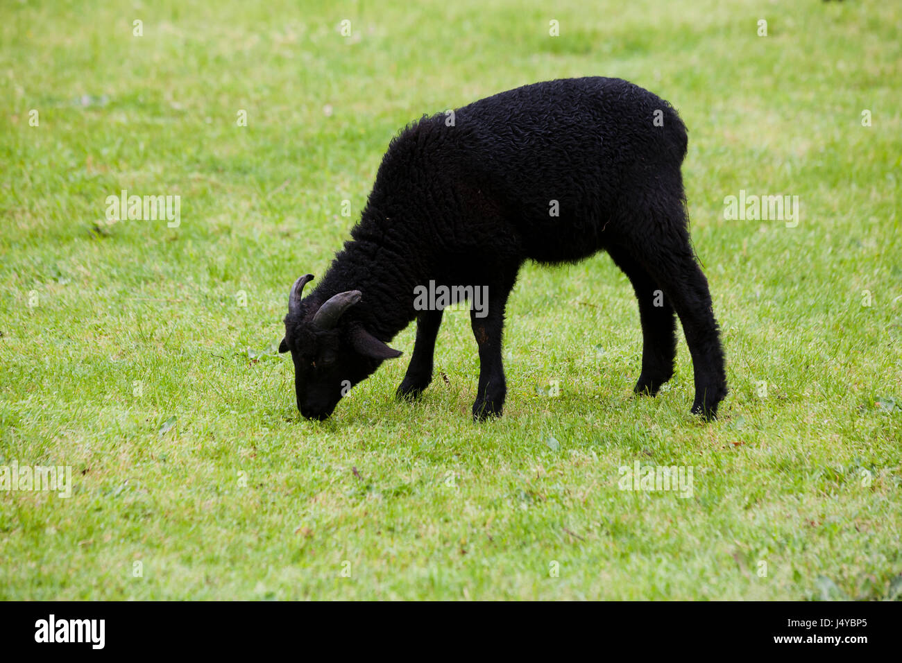 Pecora nera (Ovis aries) solo al pascolo di erba - USA Foto Stock
