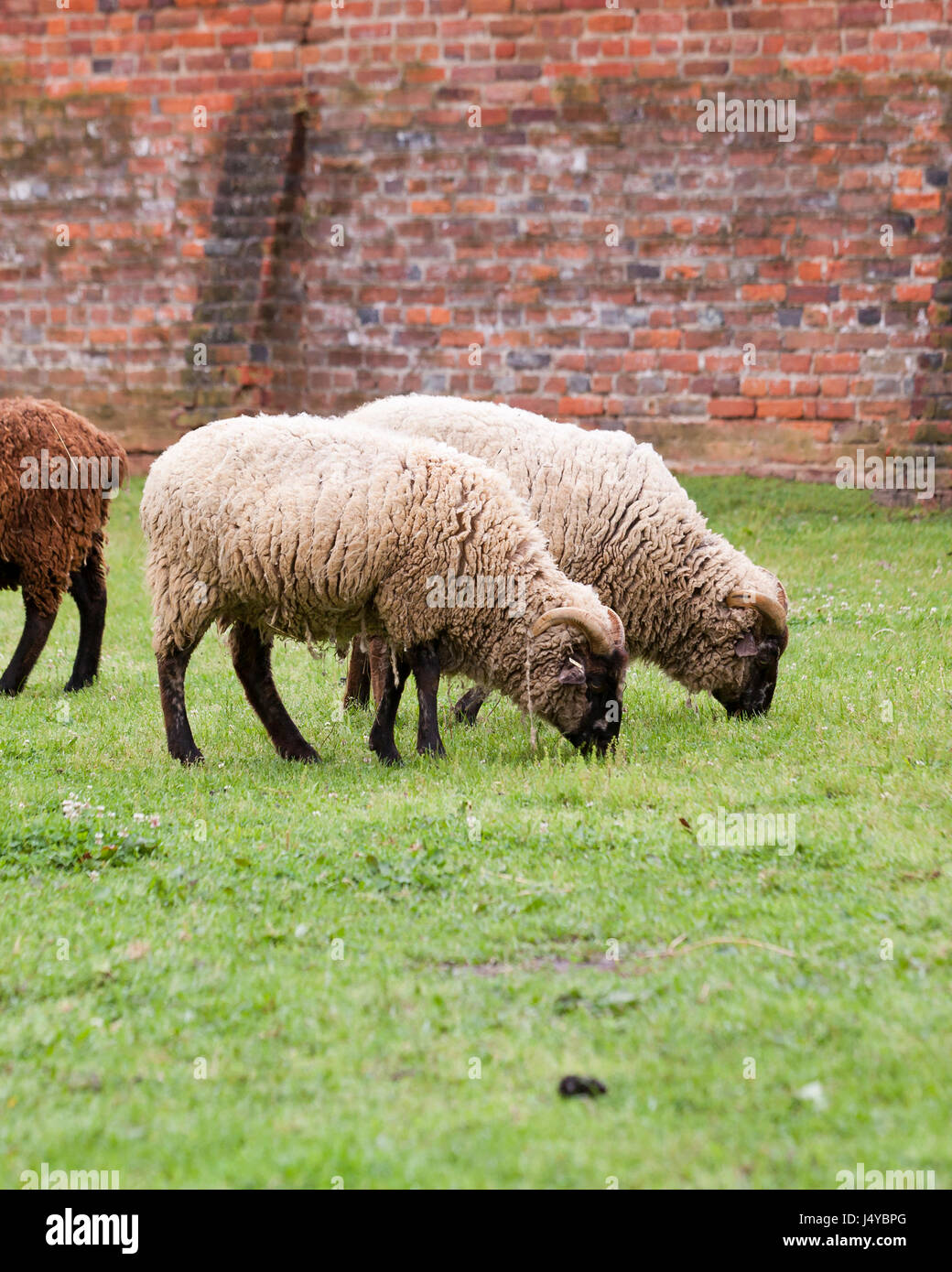 Gregge di pecore (Ovis aries) di pascolare su erba - USA Foto Stock