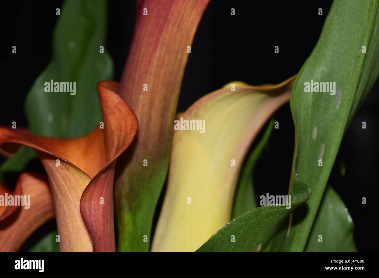 Gigli di Calla Foto Stock