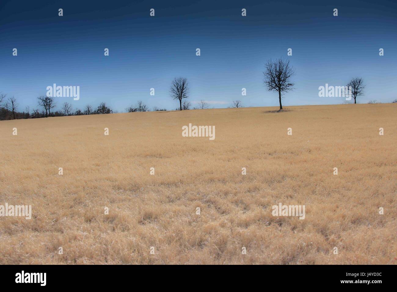 Texas asciutto erba dei pascoli Foto Stock