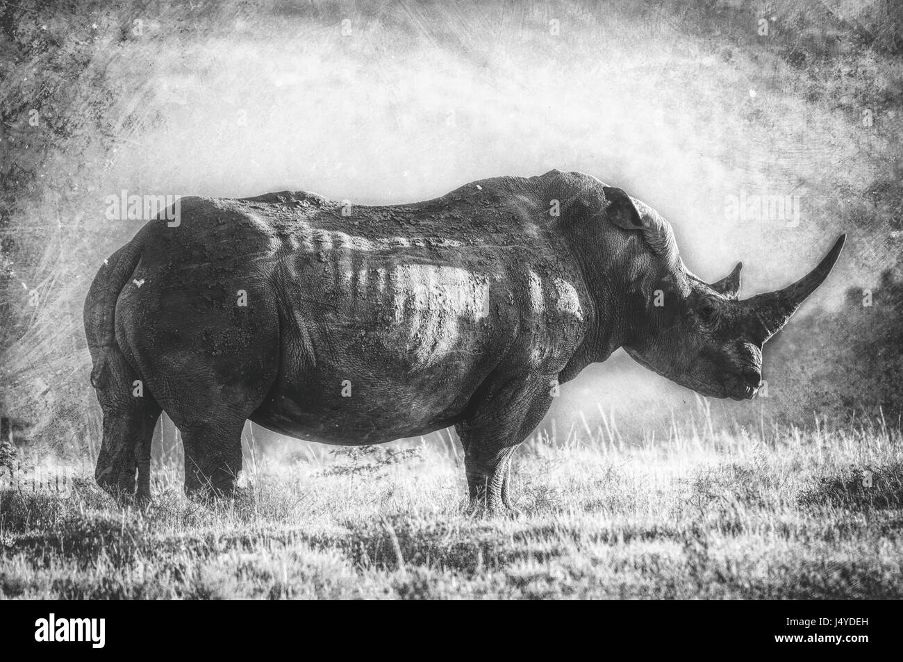 La rappresentazione artistica o alterata foto di un rinoceronte lone bull. Immagini emotivo per ricordare una razza che va estinta a causa della caccia di frodo Foto Stock