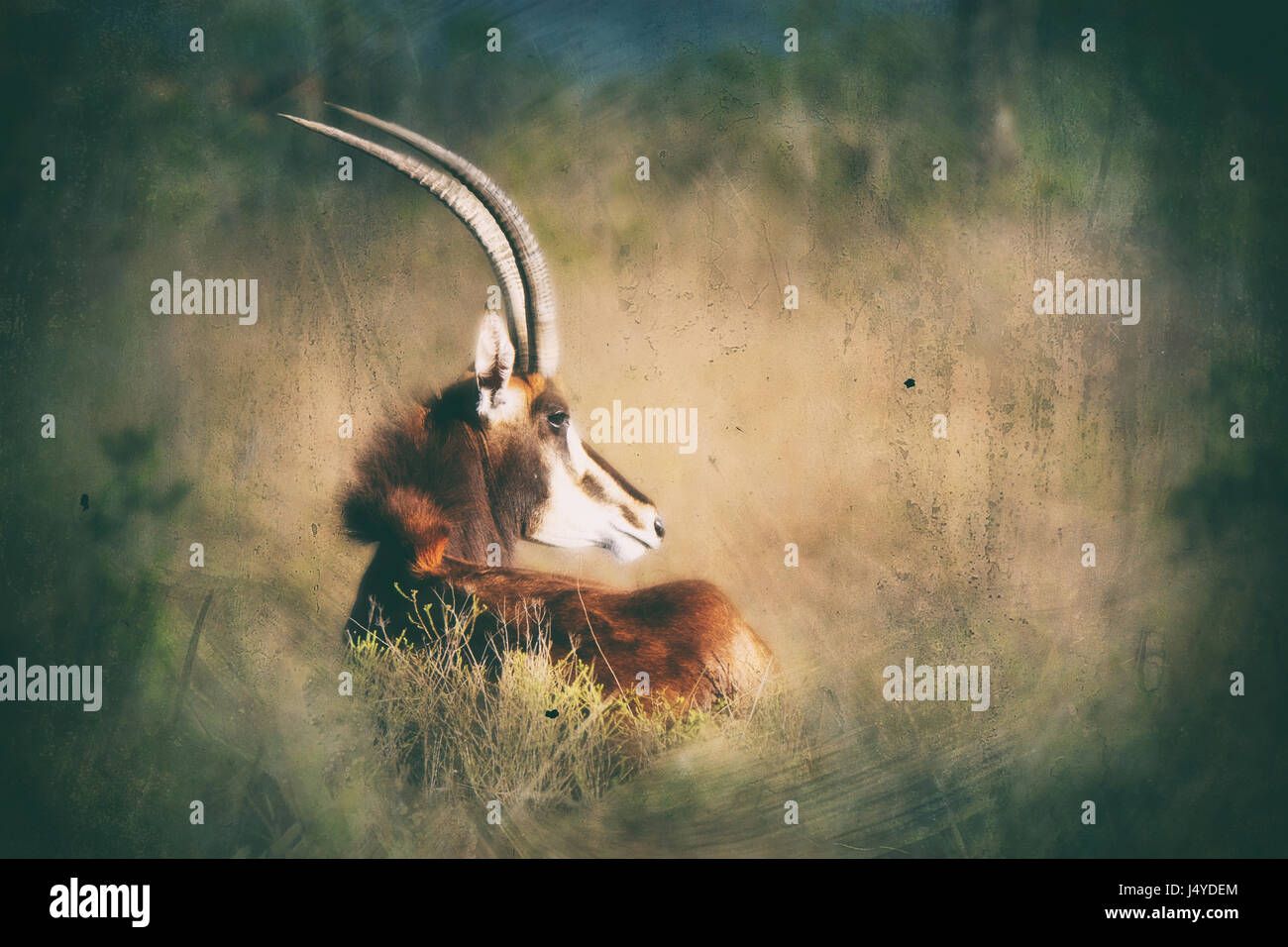 Rendering artistico di Sable Antelope fotografato su African Safari Foto Stock