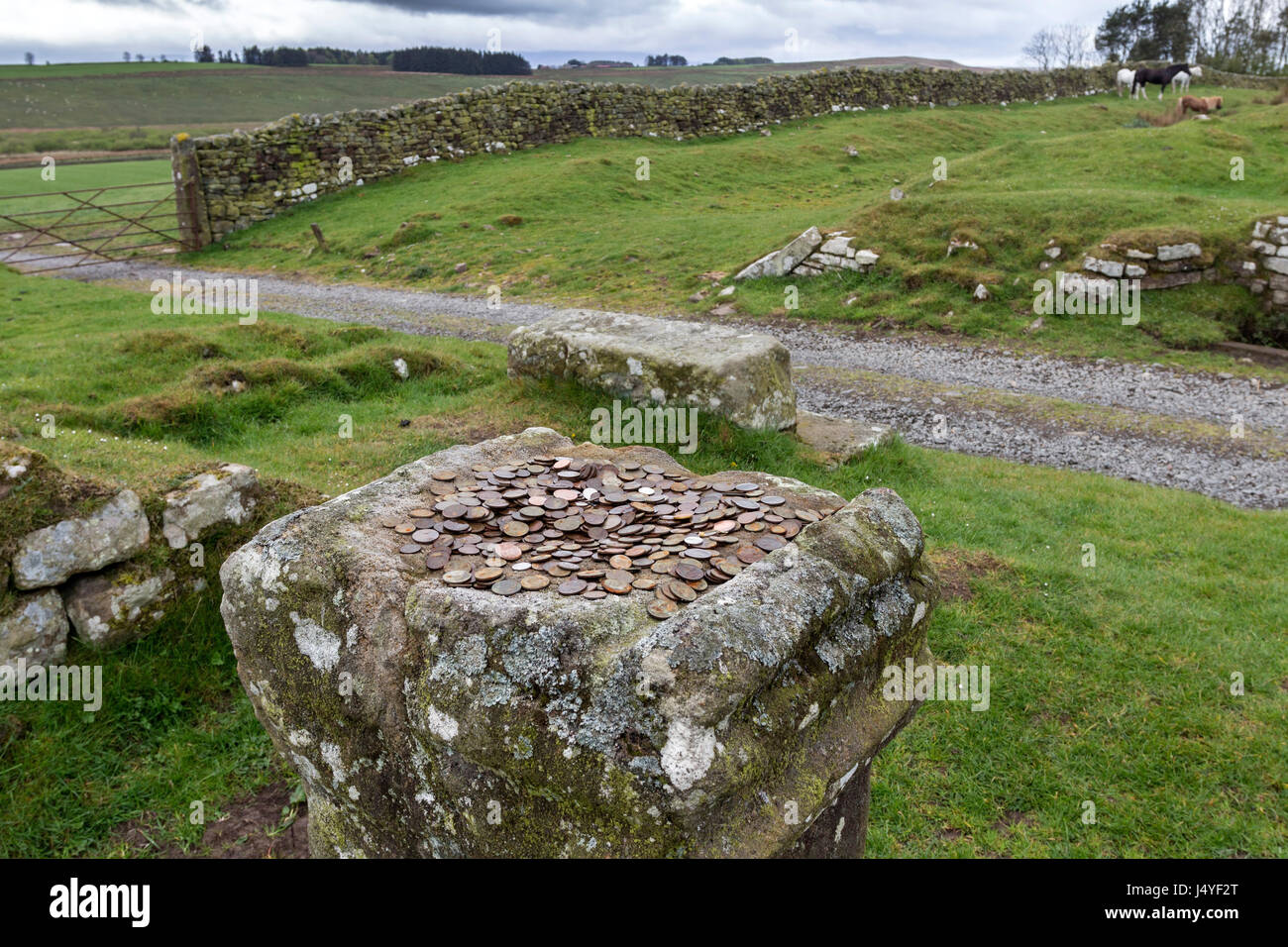 Altare di pietra con il giorno moderno offerte votive, Aesica Roman Fort (grande Chesters) del Vallo di Adriano, Haltwhistle, Northumberland, Regno Unito Foto Stock