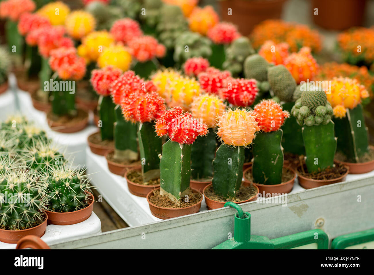 Cactus colorati in piccoli vasi sul tavolo Foto stock - Alamy