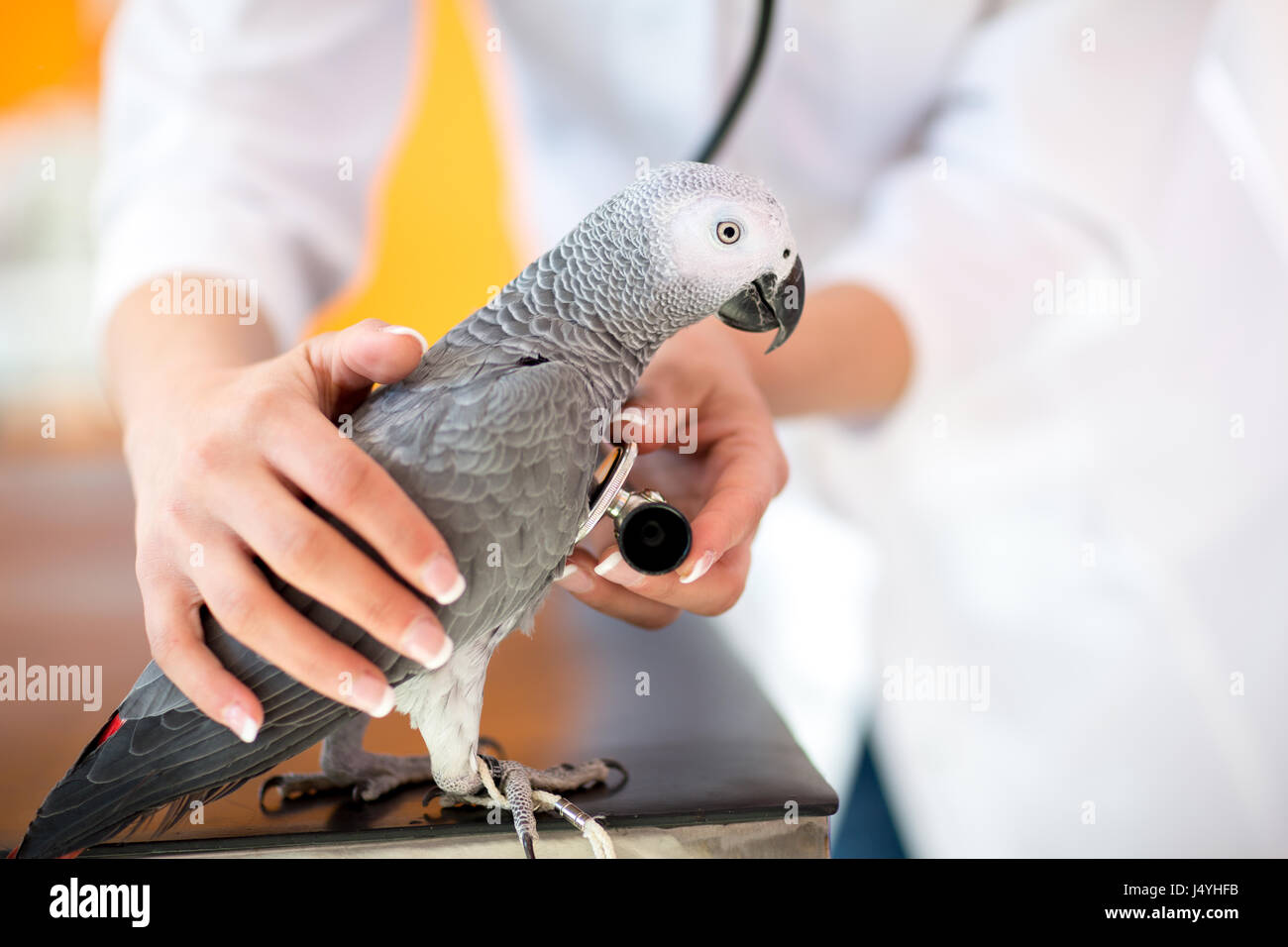 Veterinario esaminando malati pappagallo grigio africano con uno stetoscopio in clinica veterinaria Foto Stock