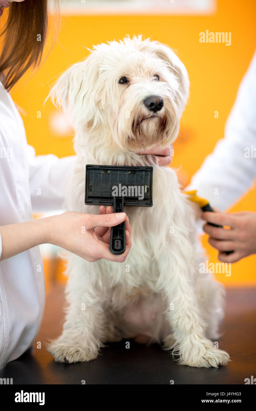 La spazzolatura e la cura del bello cane Maltese in clinica veterinaria Foto Stock