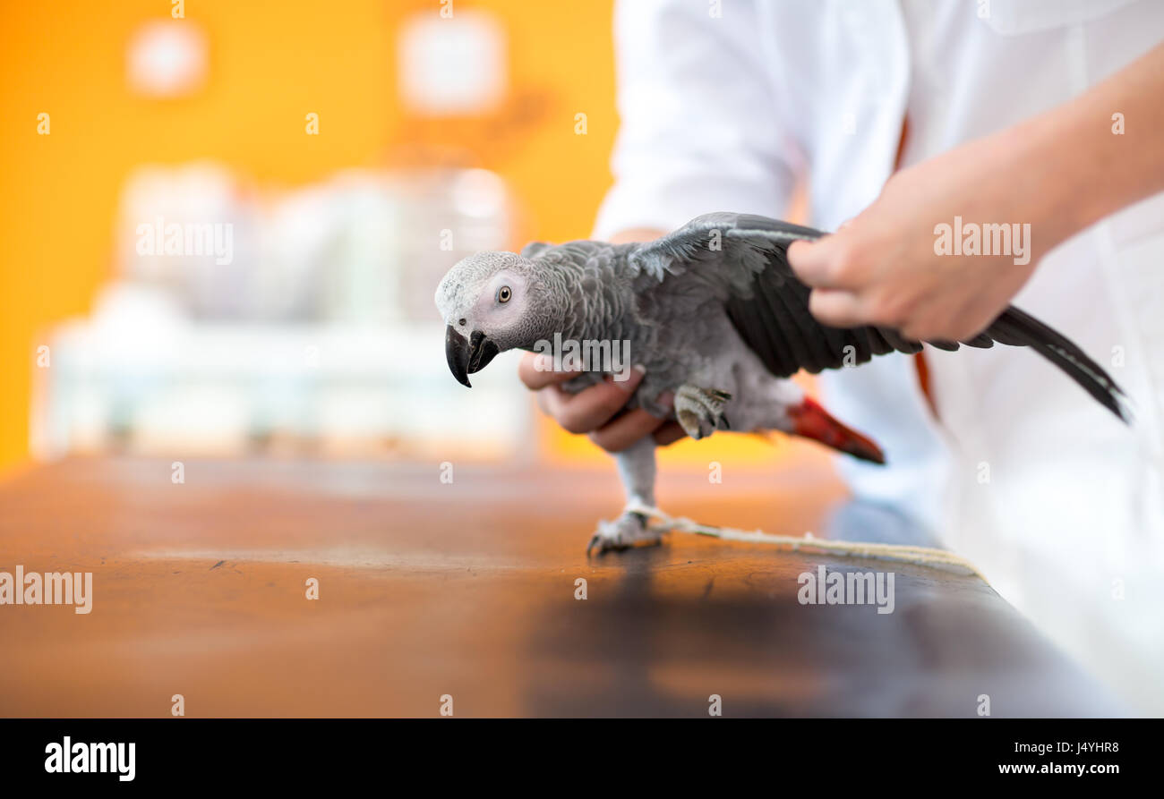 Esame delle ali di malati pappagallo grigio africano e diagnosticare la malattia in clinica veterinaria Foto Stock