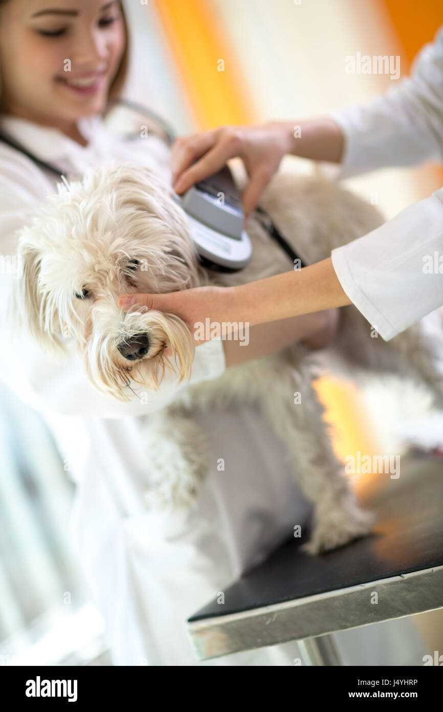 Identificazione impianto microchip triste perso cane Maltese dai veterinari in clinica veterinaria Foto Stock