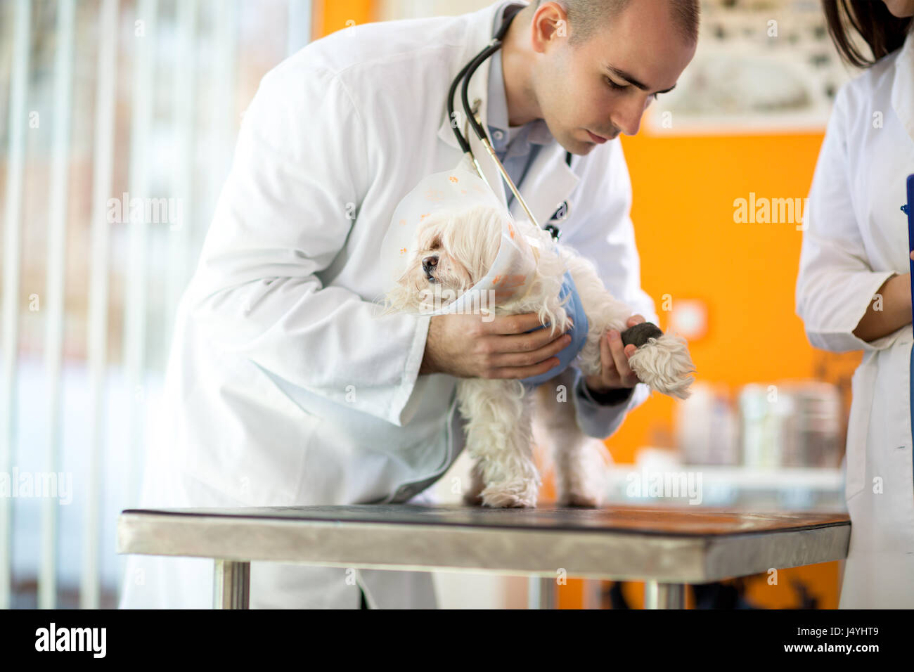 Pekinese con cono protettivo di bendaggio di ricezione per ferire paw Foto Stock