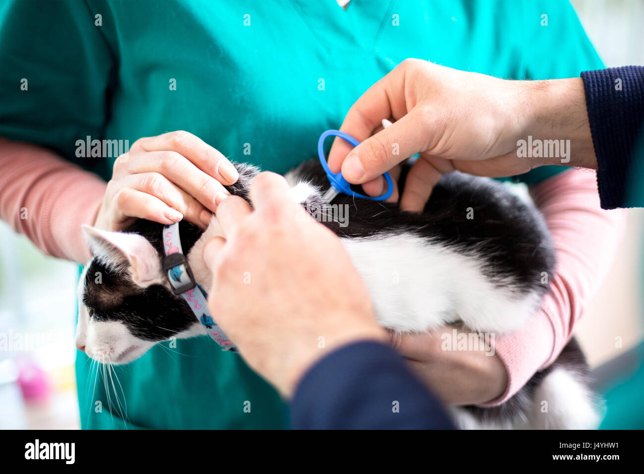 Microchiping cat in clinica veterinaria dai veterinari Foto Stock