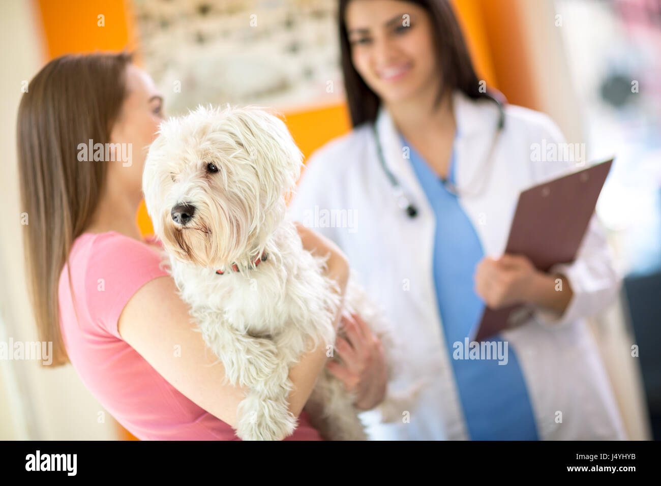 Malati cane Maltese su esame in clinica veterinaria Foto Stock
