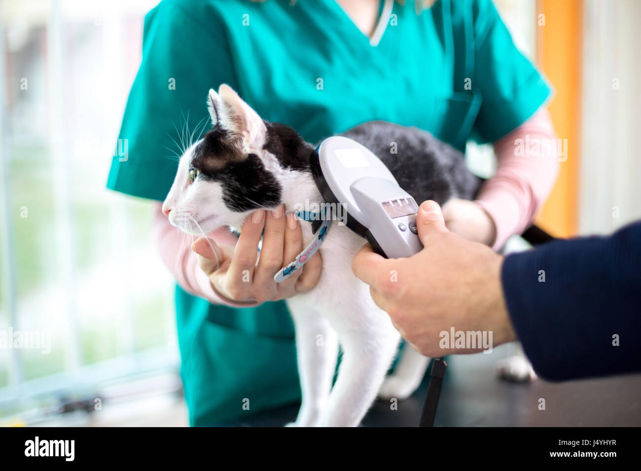 Il controllo veterinario microchip del gatto in clinica veterinaria Foto Stock