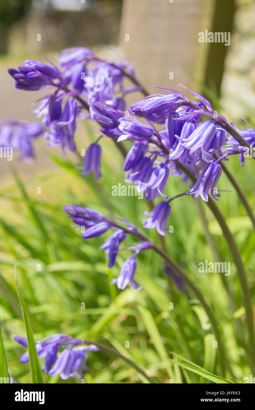 Campanule Foto Stock